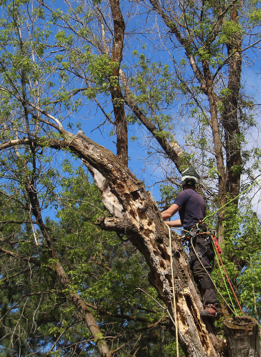 Man providing tree care to a large damaged tree