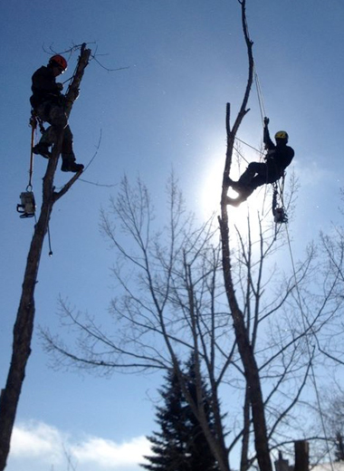 Two men in separate trees with safety gear on for cutting