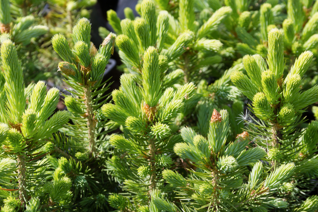 close up of small pine tree tops