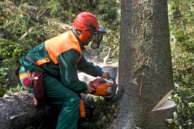 Man in safety gear cutting down a tree