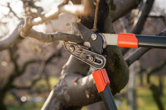 close up of tree pruning tool and tree branch