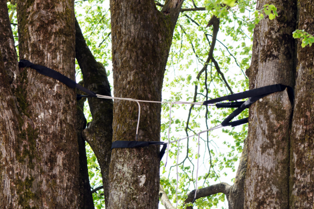 A few trees secured together with cables for support