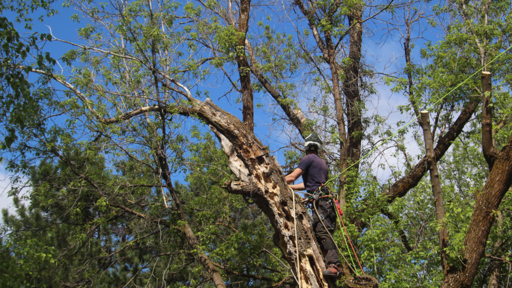 Man providing tree care to a large damaged tree